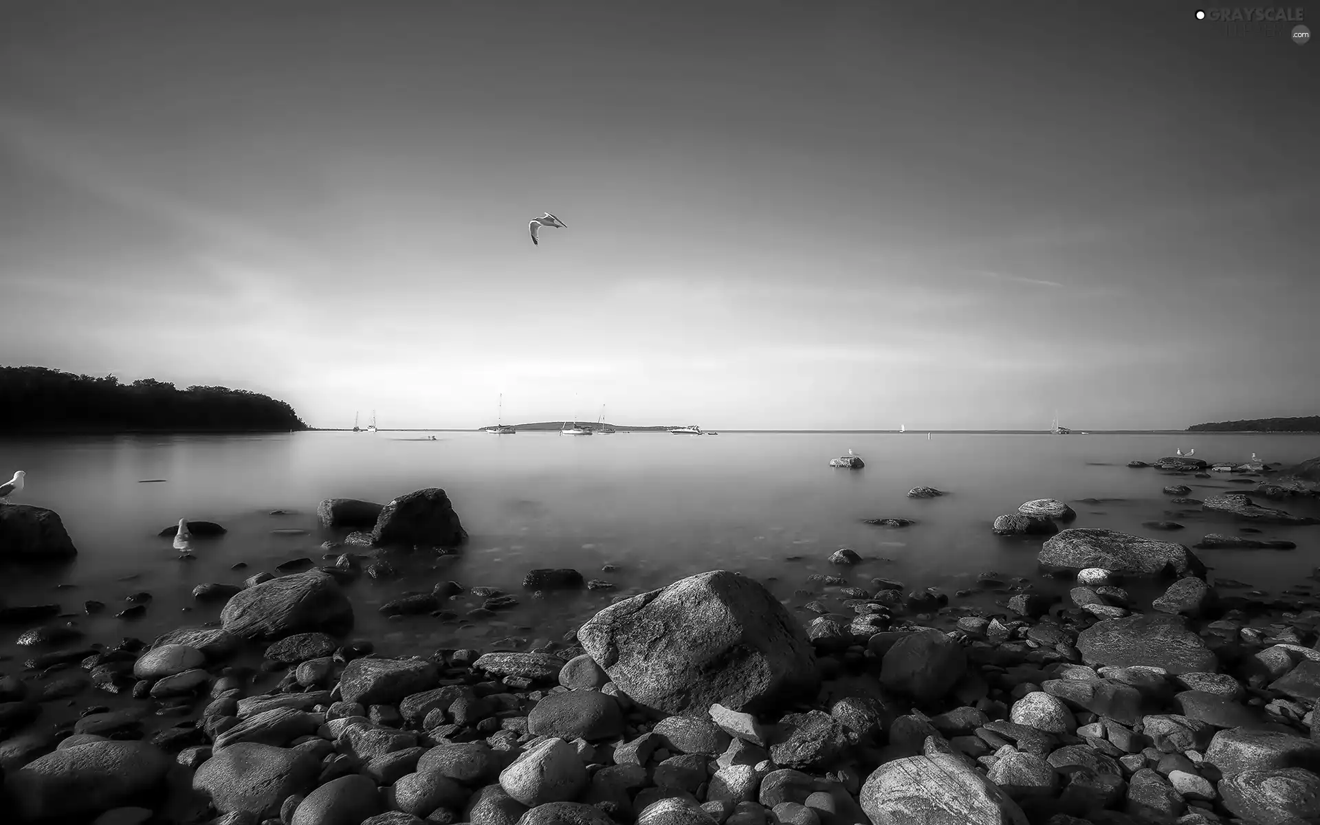 sea, gulls, Canada, Stones