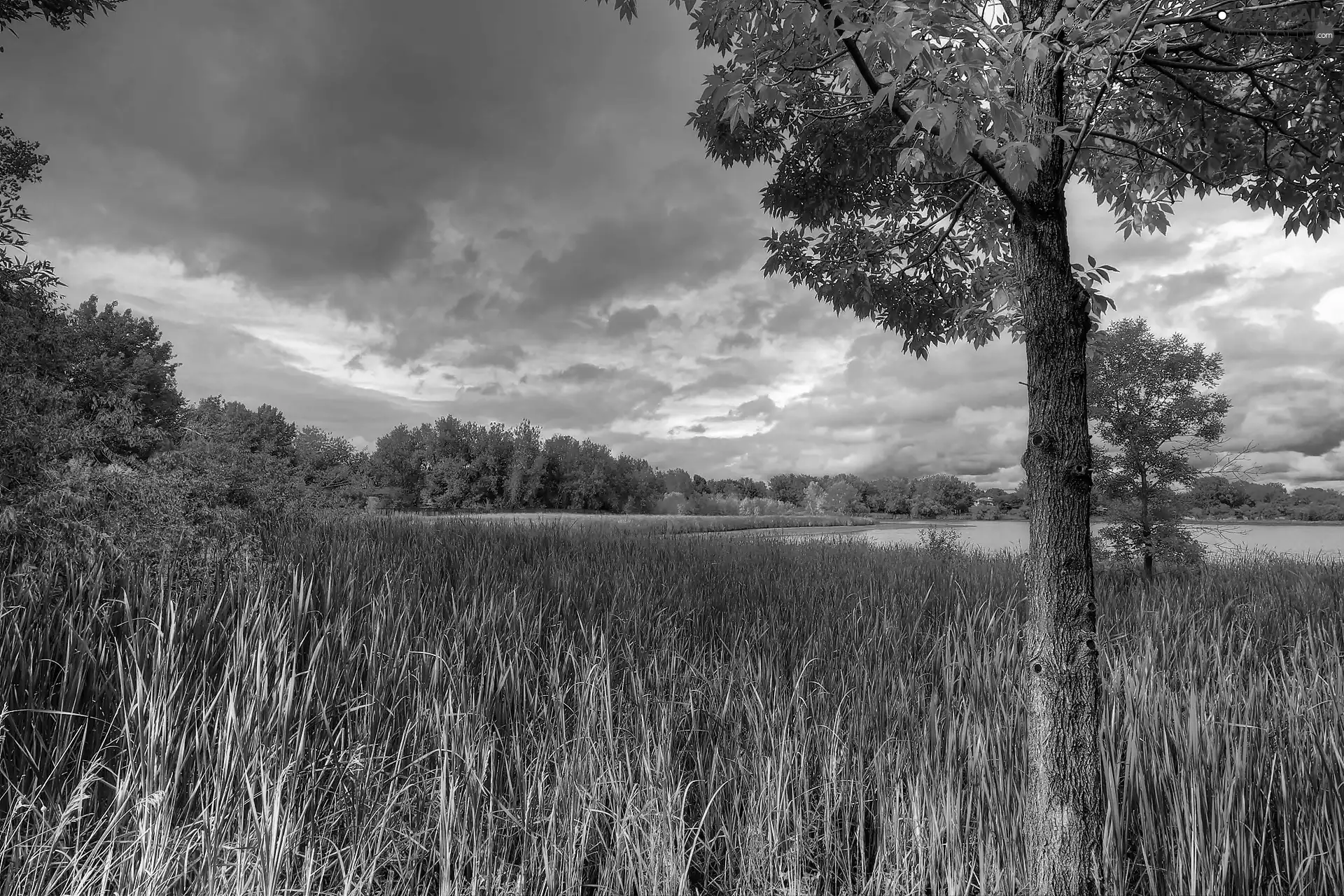 clouds, forest, cane, lake