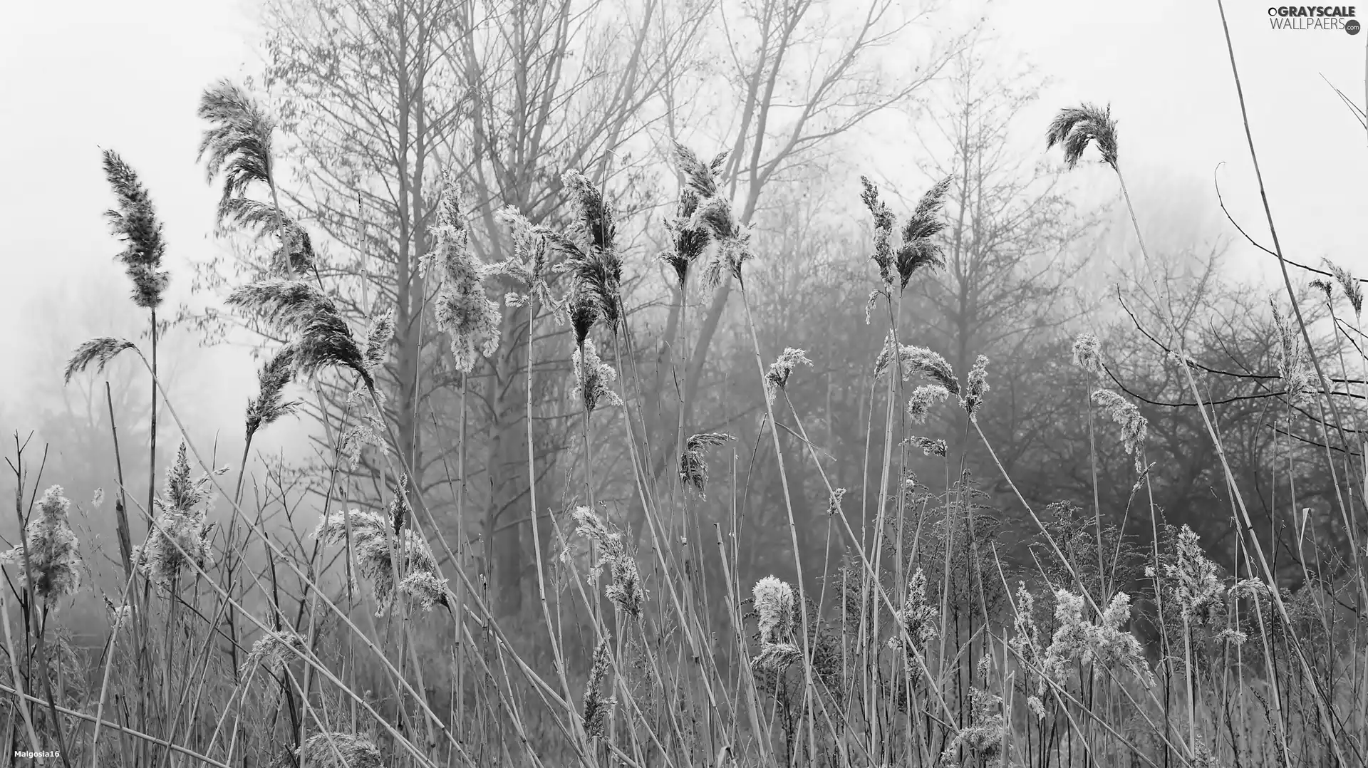 Cane, grass, trees, viewes, Fog