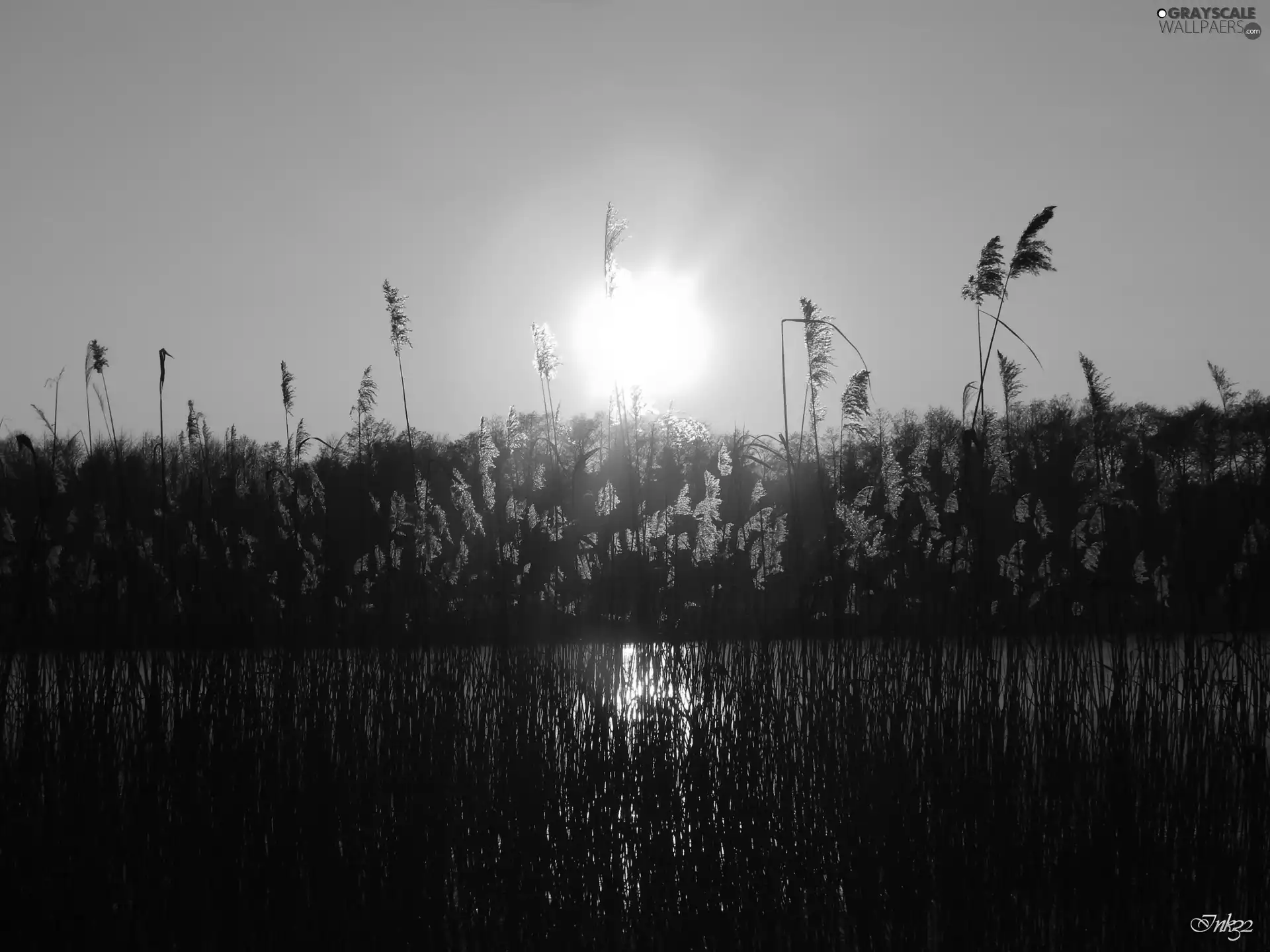 Cane, west, sun