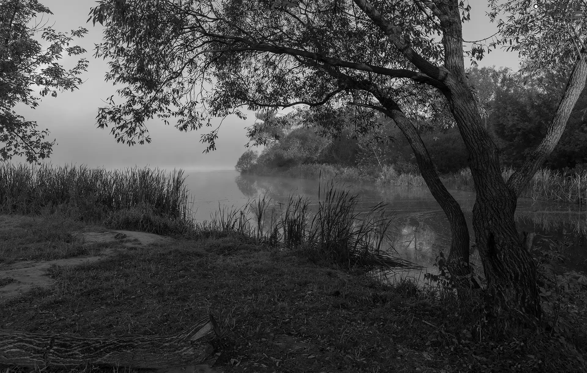 grass, cane, trees, viewes, lake