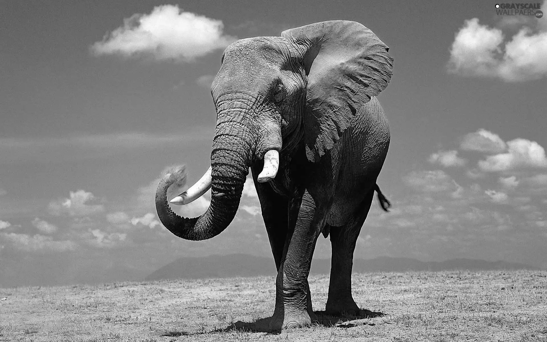 Elephant, canines