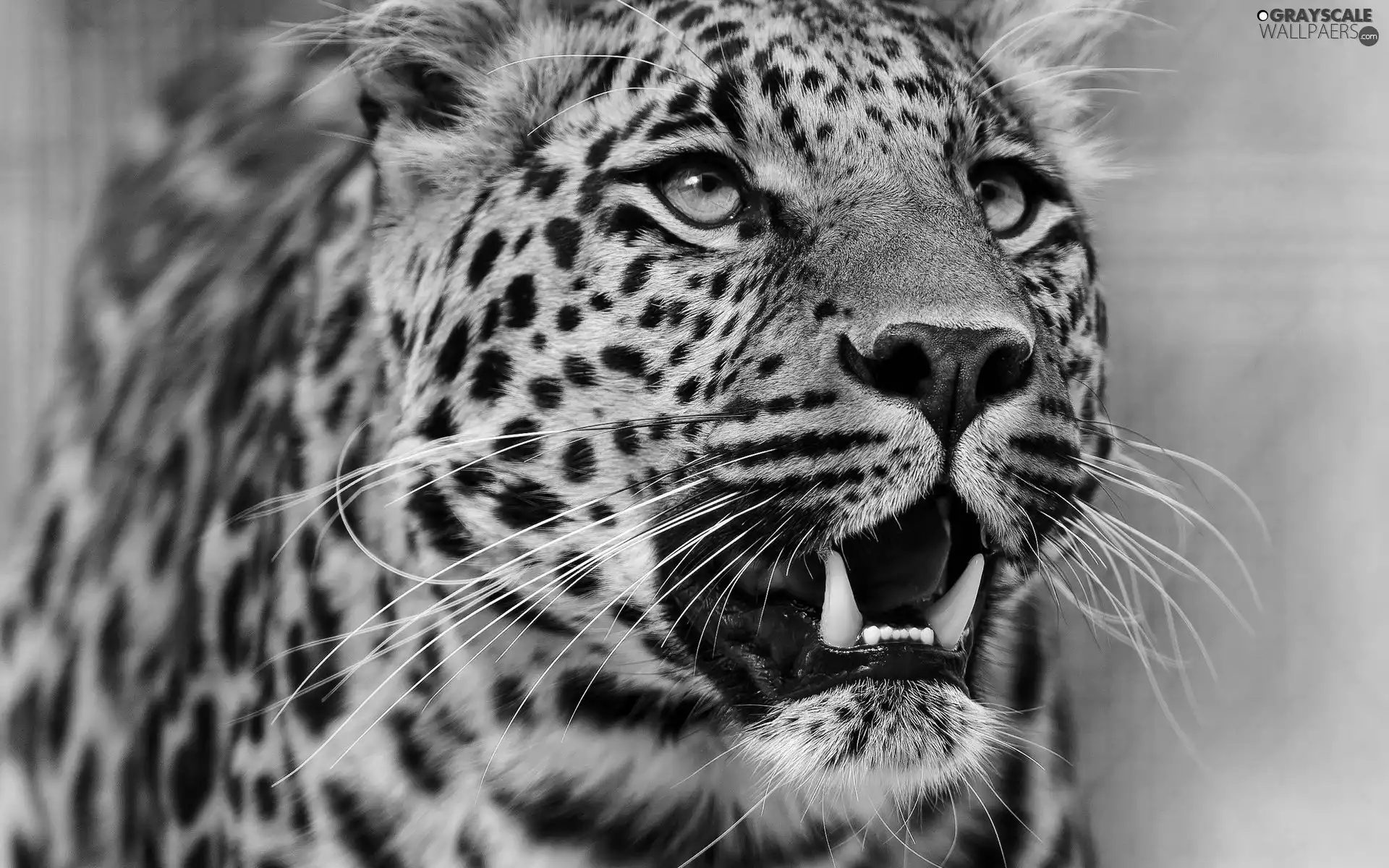 Leopards, canines