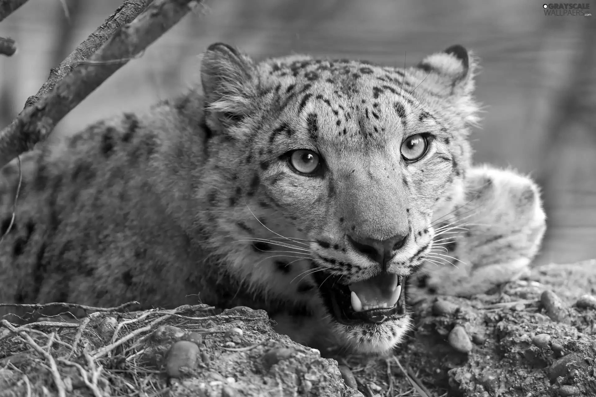 snow leopard, mouth, canines, open