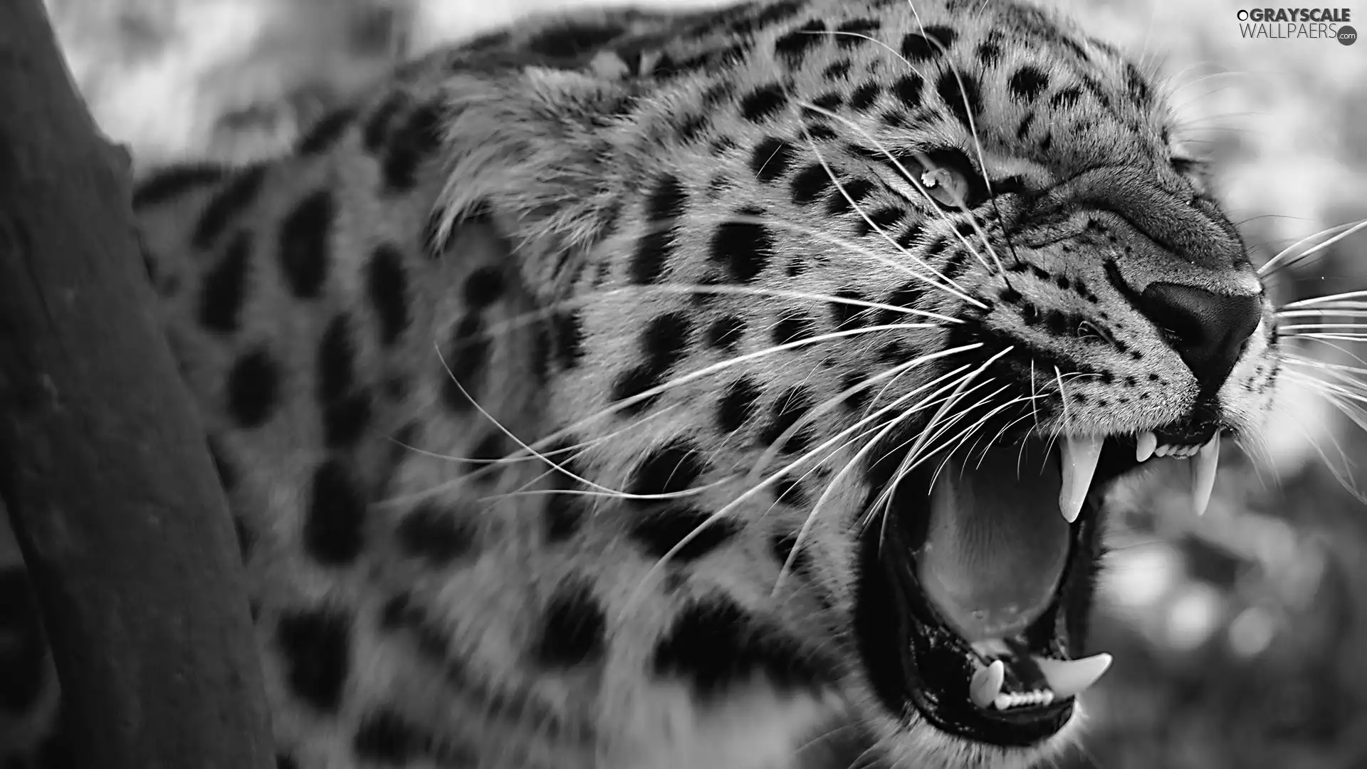 canines, roaring, Leopards