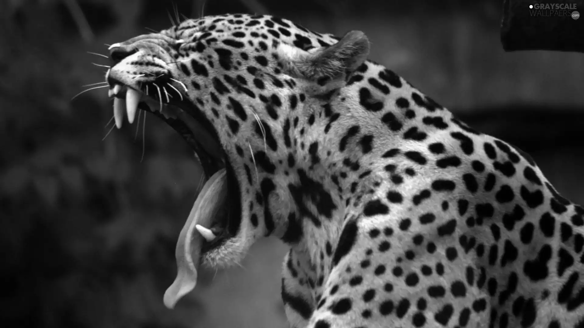 canines, roaring, Leopards