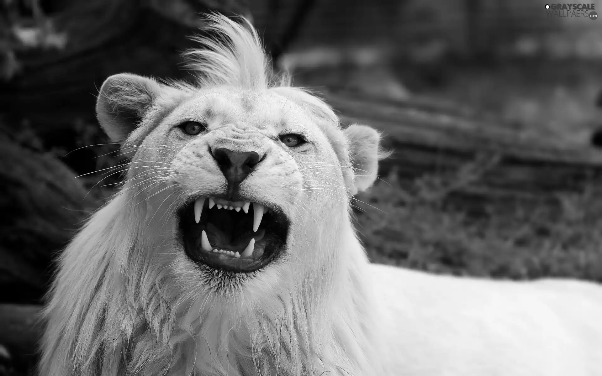 White, bangs, canines, Lion