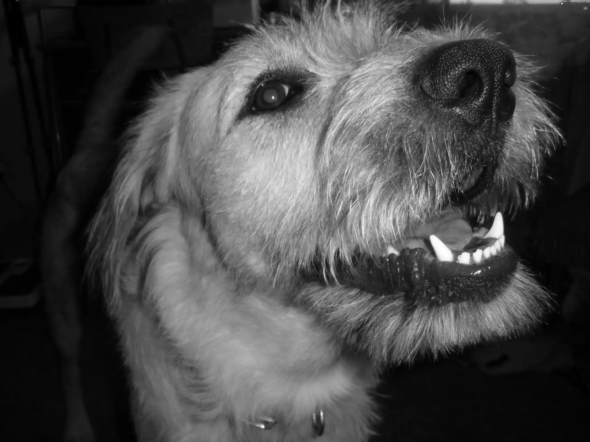 Irish Wolfhound, mouth, canines