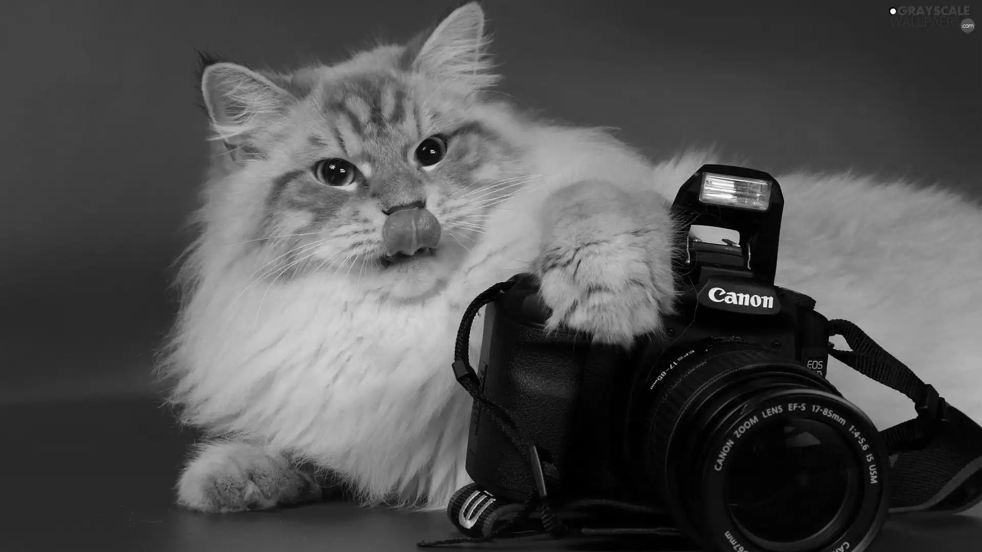 kitten, Camera, Canon, Tounge