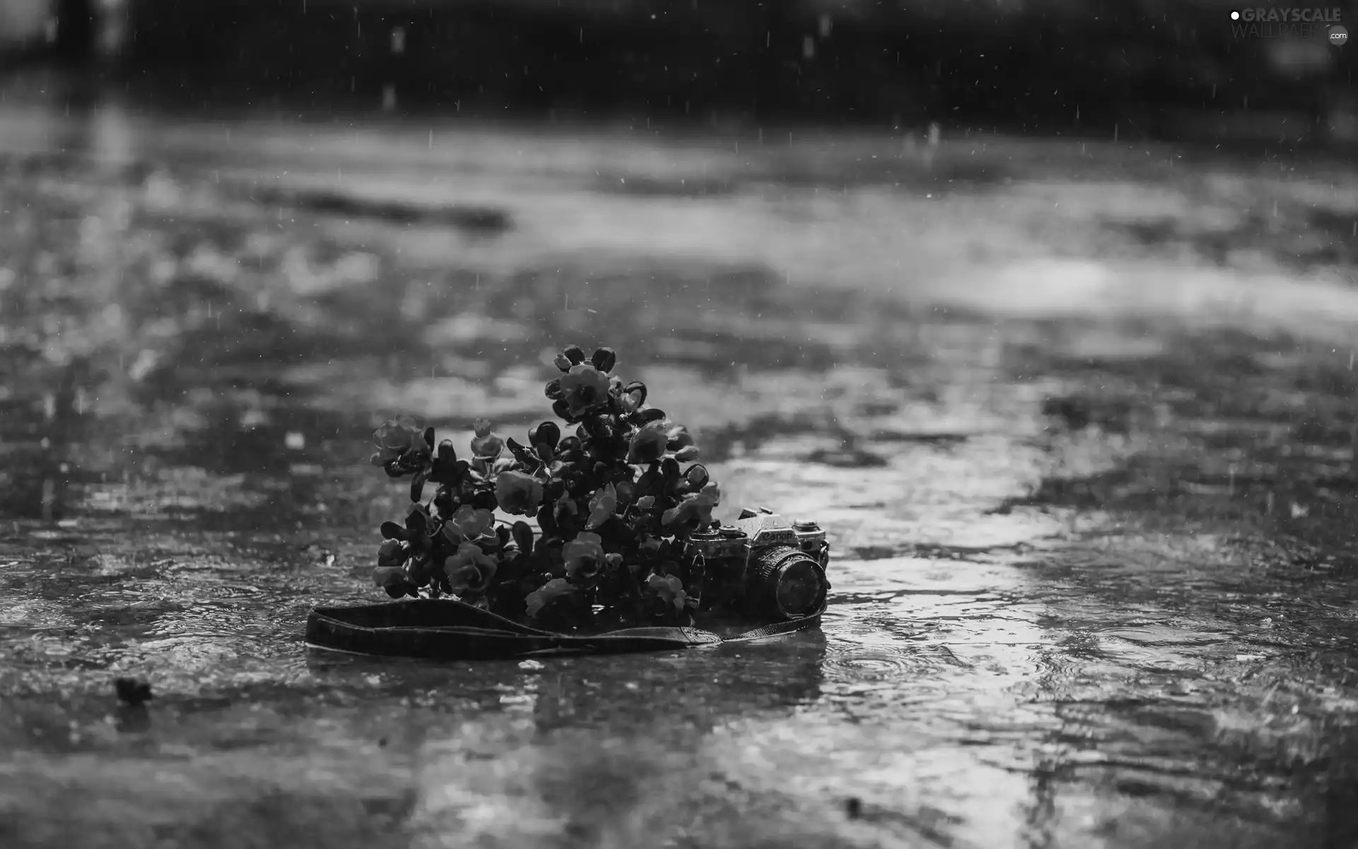 Camera, Red, Canon, Rain, photographic, roses