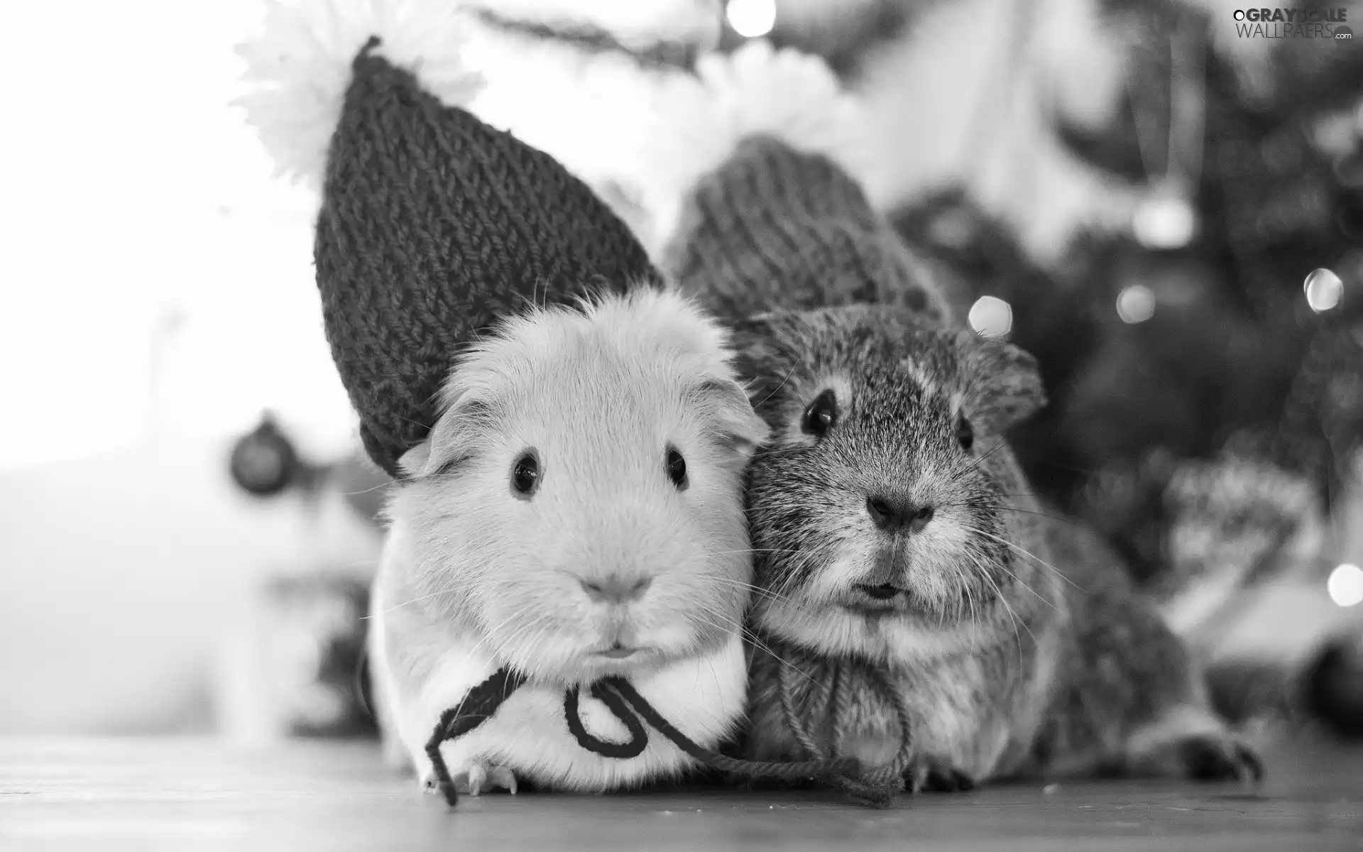 mumps, festively decorated, caps, sea