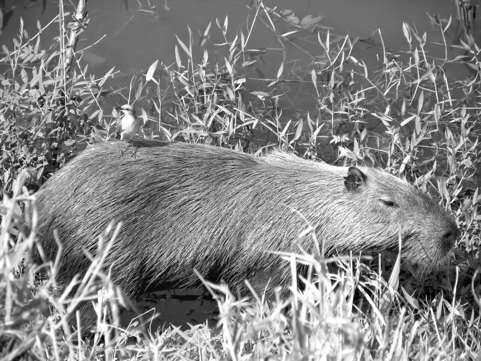 birdies, scrub, Capybara, water
