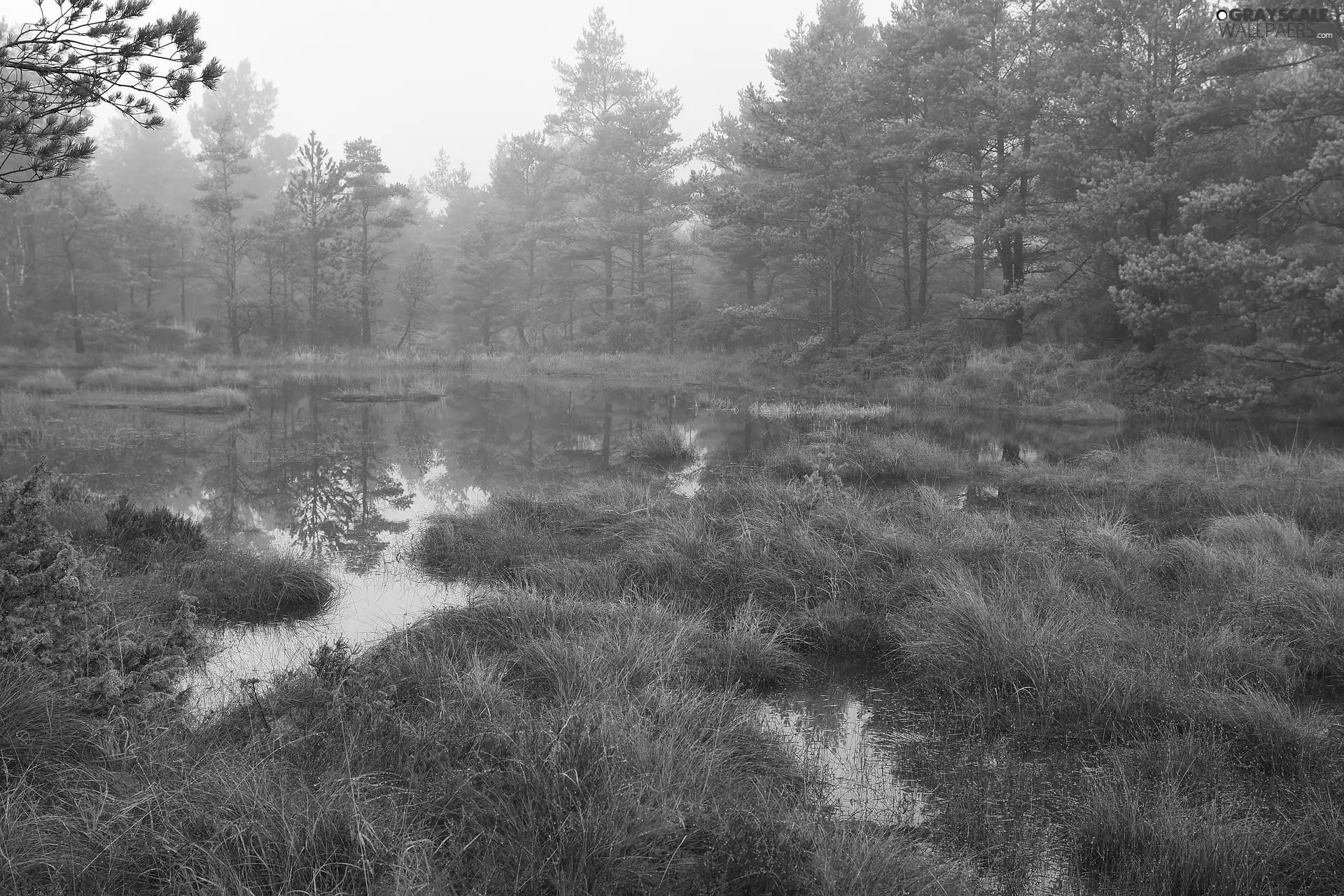 grass, Fog, Pond - car, forest, autumn