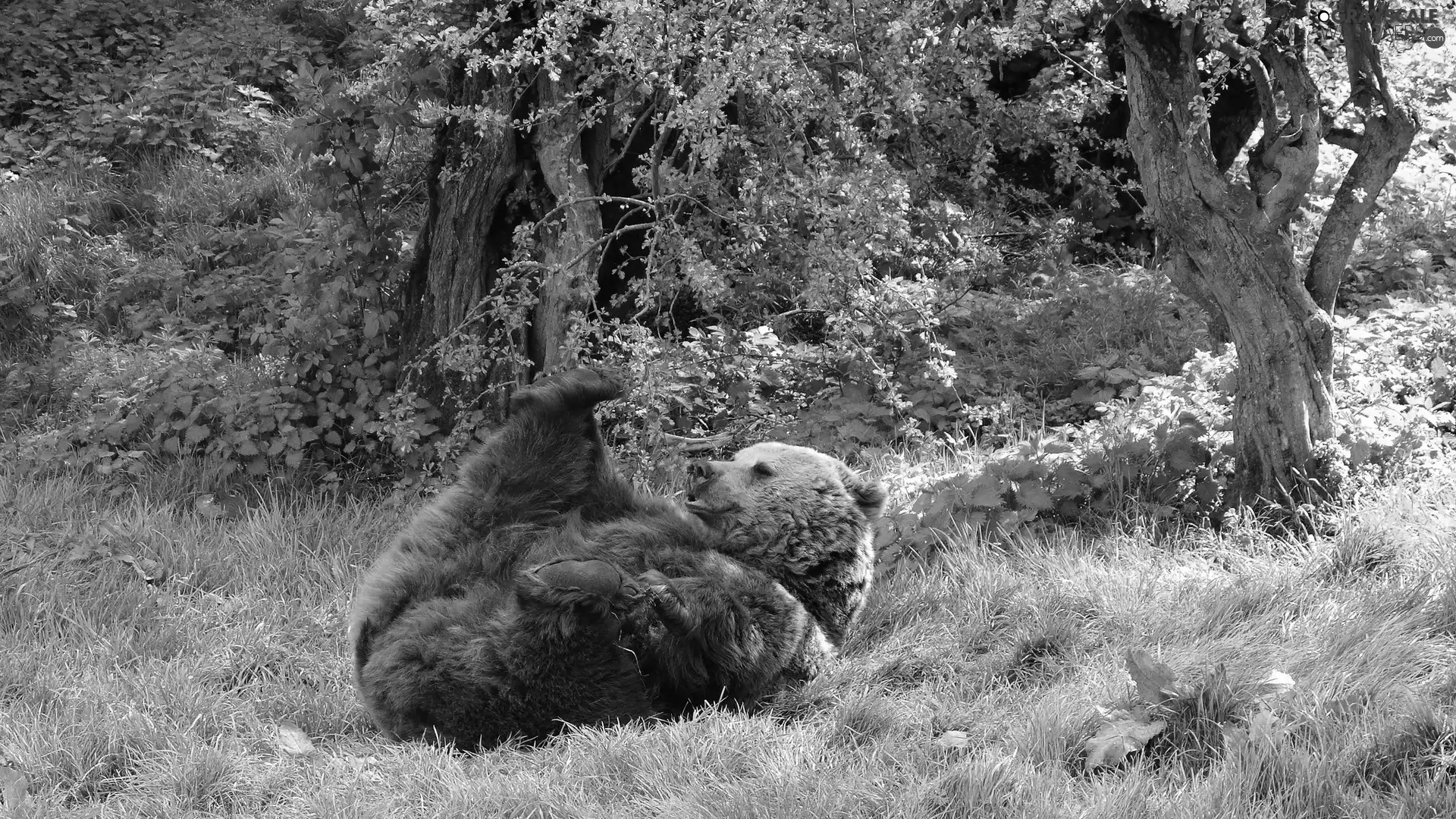 Bear, car in the meadow, forest, brown