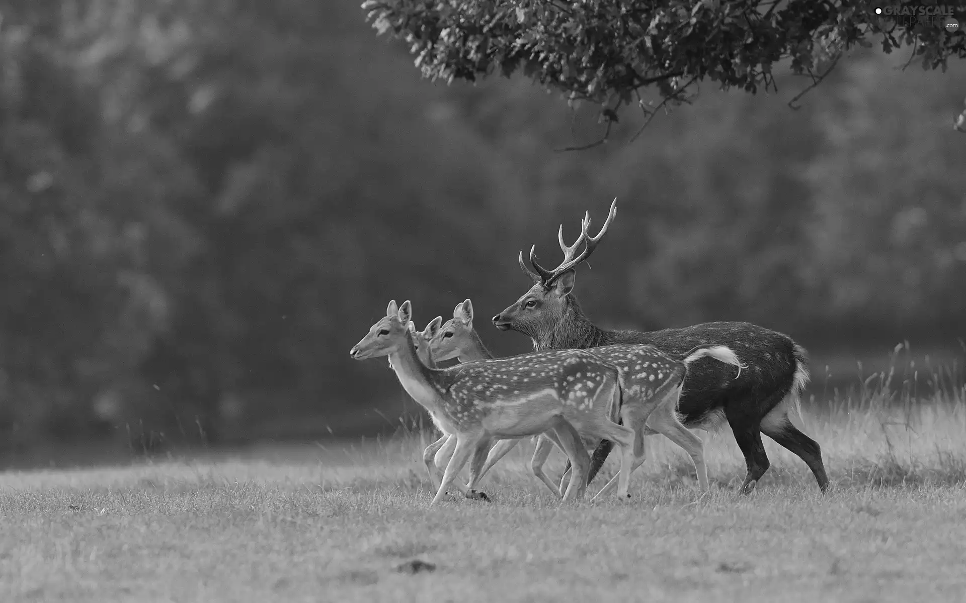 deer, car in the meadow, forest, deer