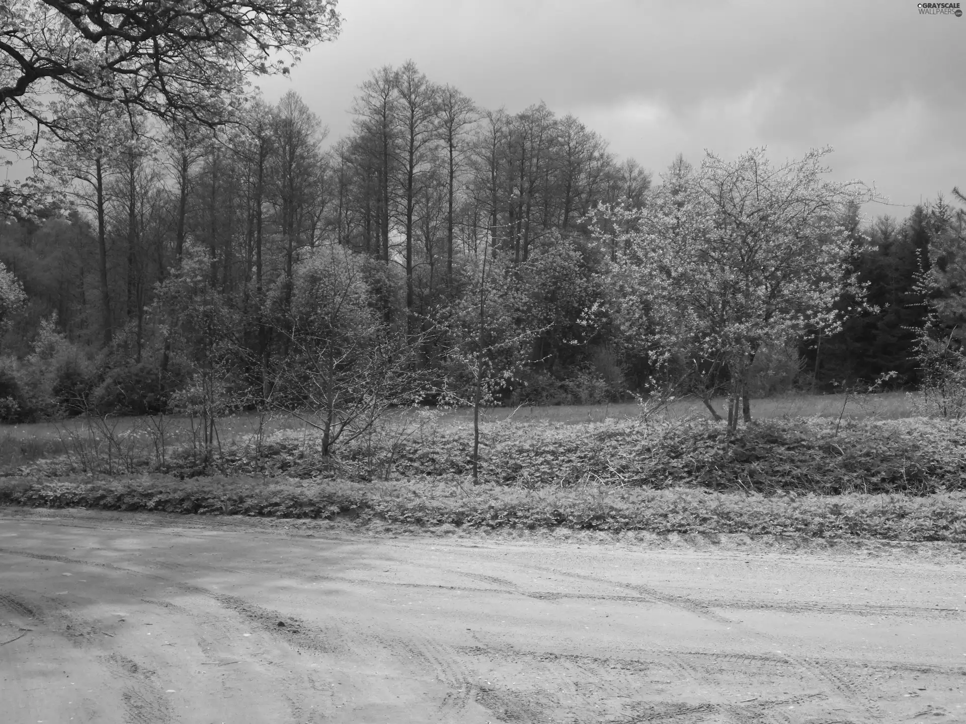 forest, Green, car in the meadow