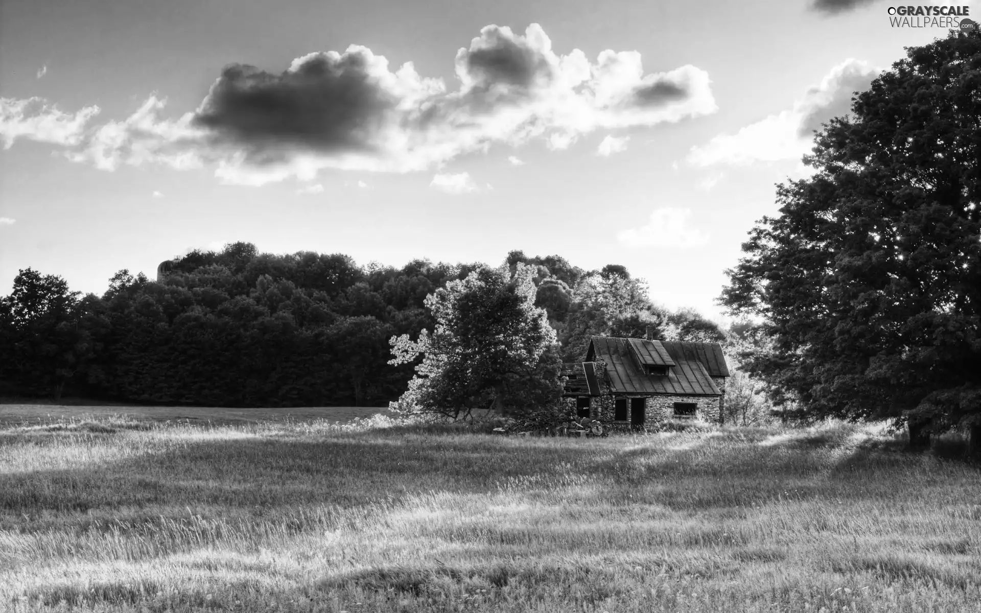 green, Home, car in the meadow