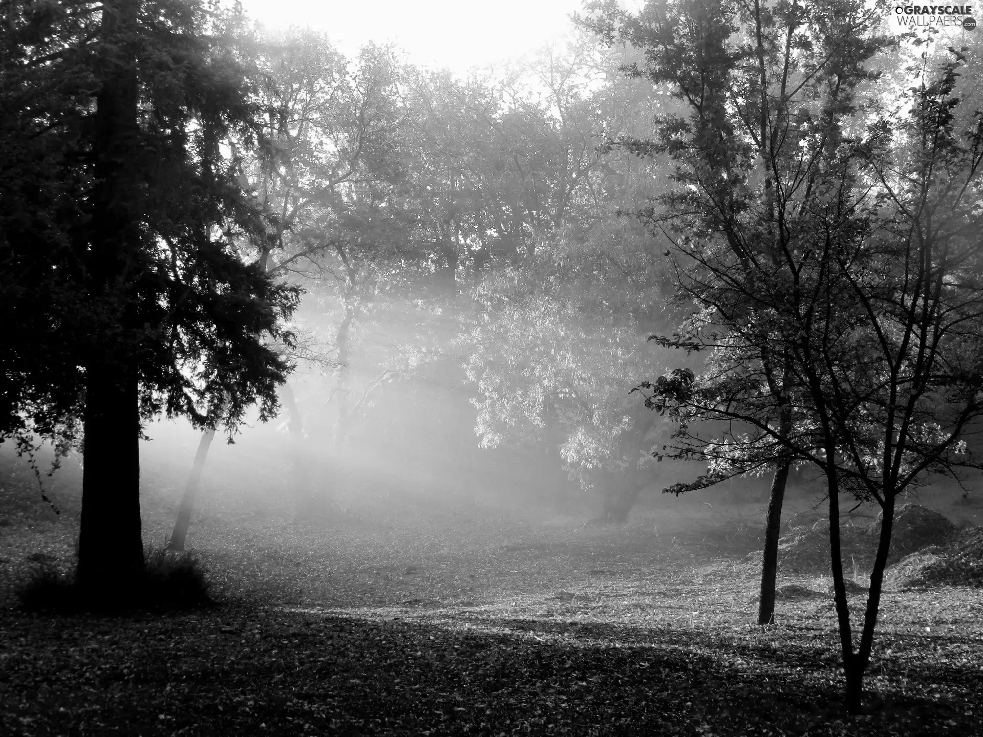 forest, car in the meadow