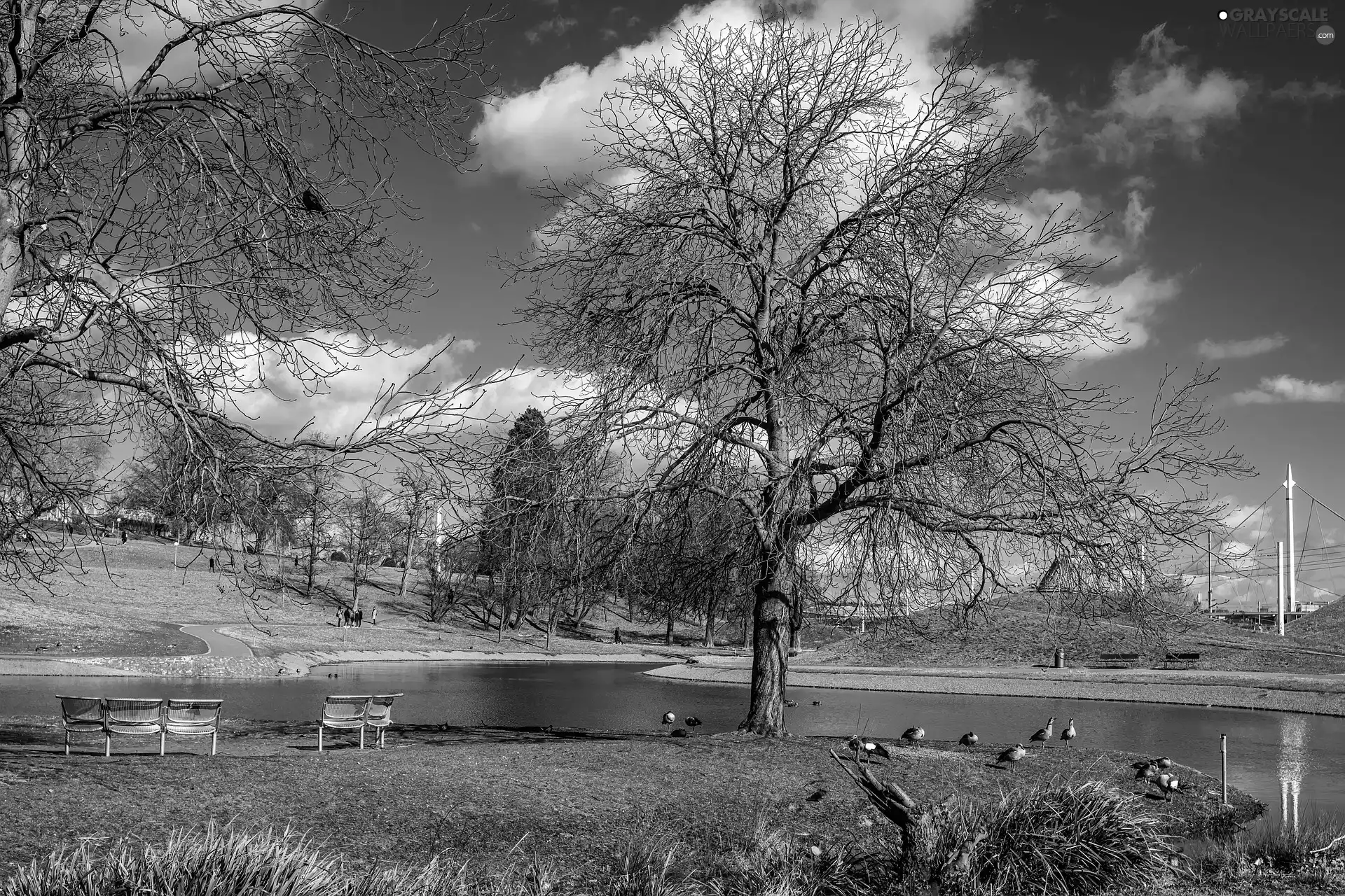 viewes, ducks, Pond - car, trees, Park