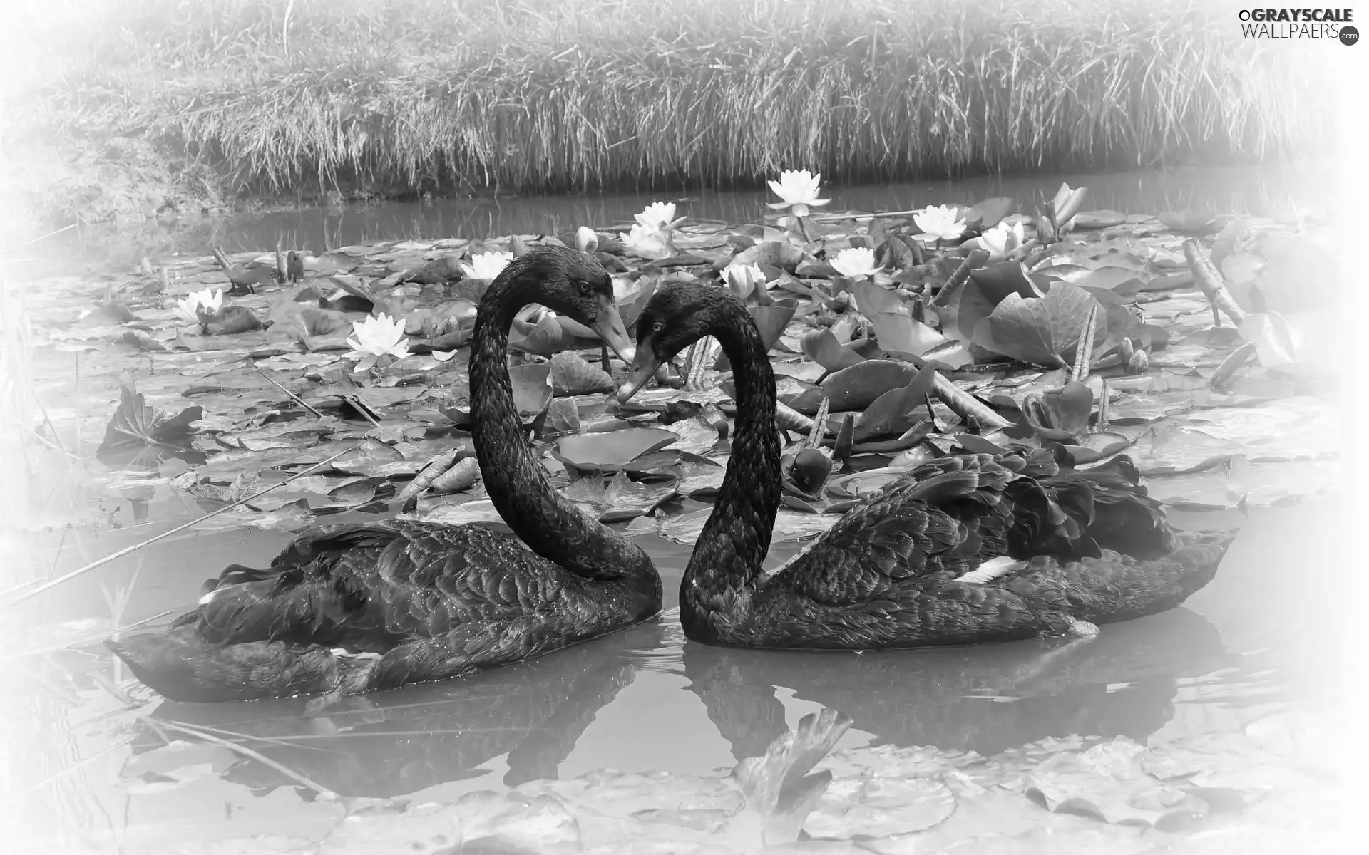 Pond - car, Flowers, Black, Swan, Two cars