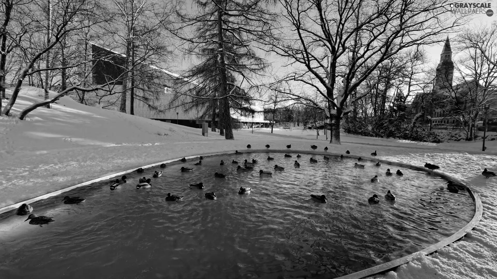 trees, winter, Pond - car, ducks, viewes, Park