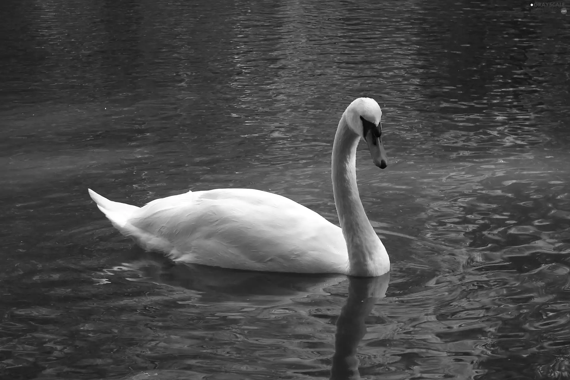 Swans, Pond - car