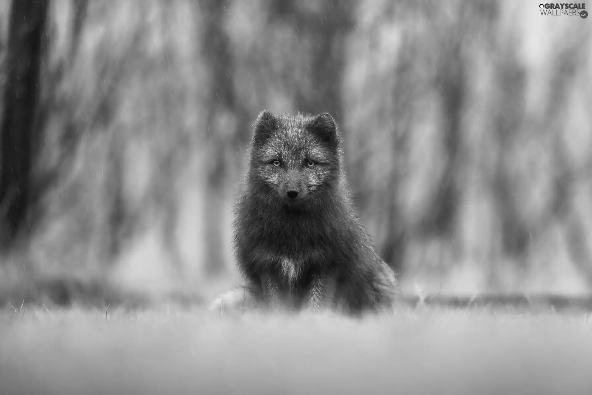 Rain, fox, car in the meadow