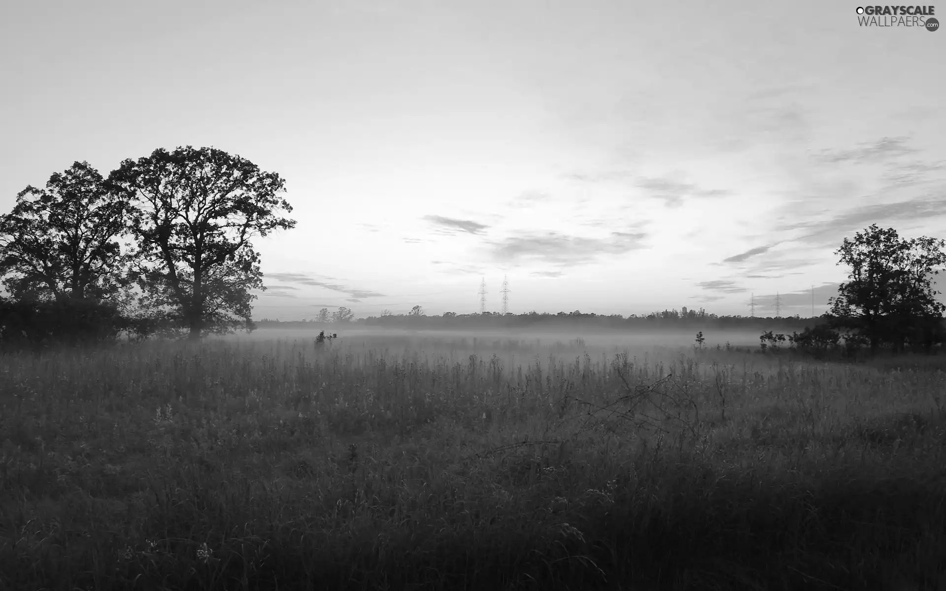 car in the meadow