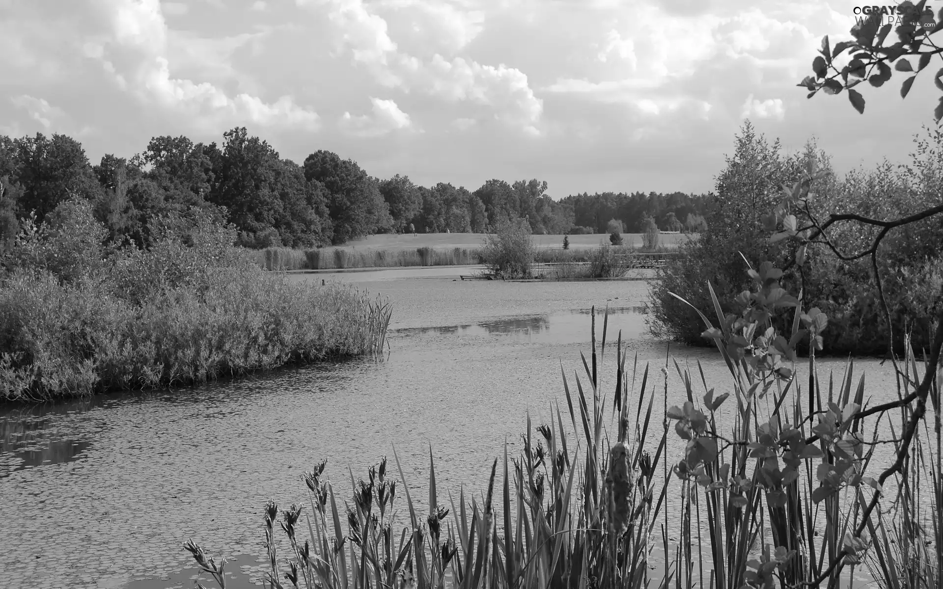 Pond - car, trees, viewes, rushes