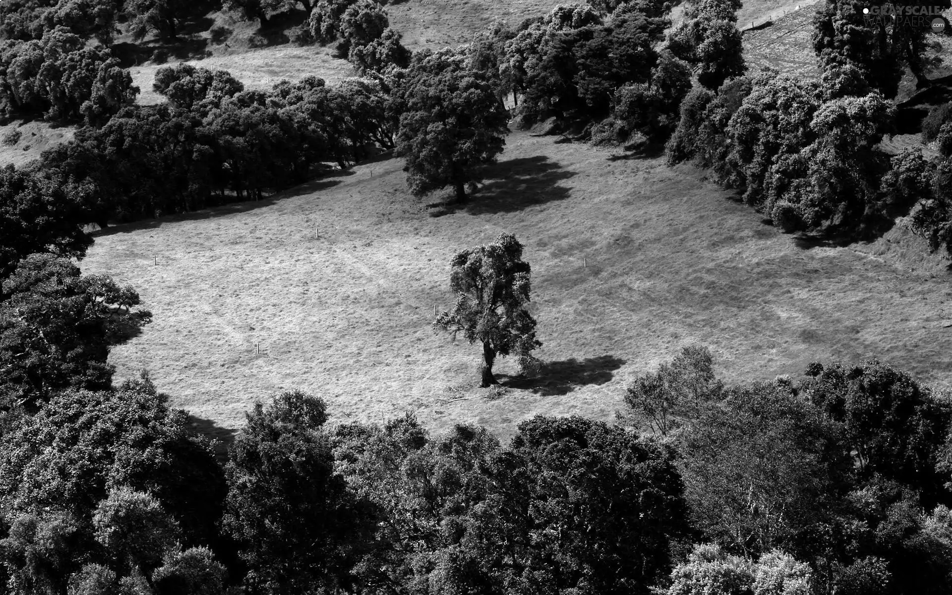 lonely, trees, viewes, car in the meadow, trees