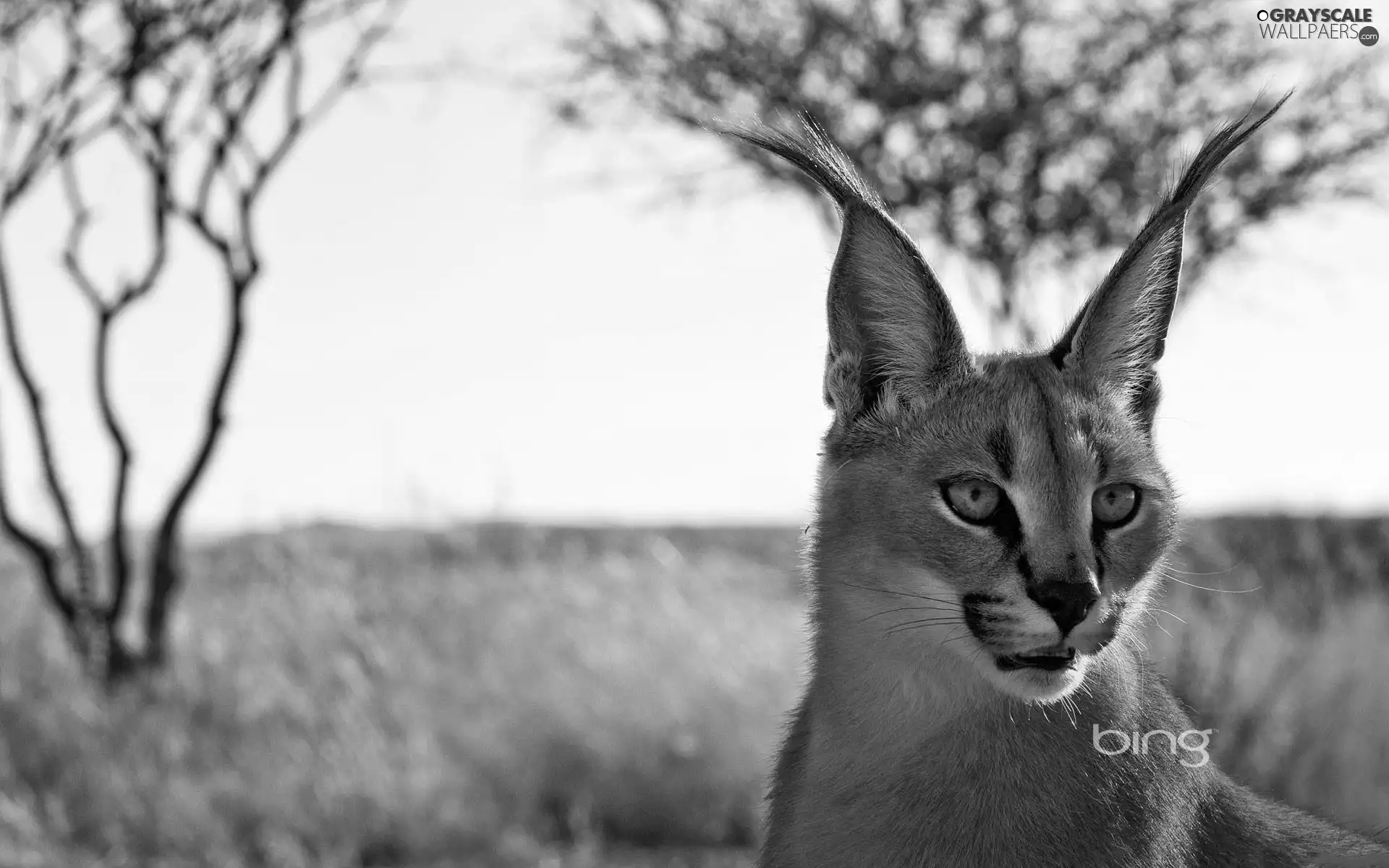 Caracal