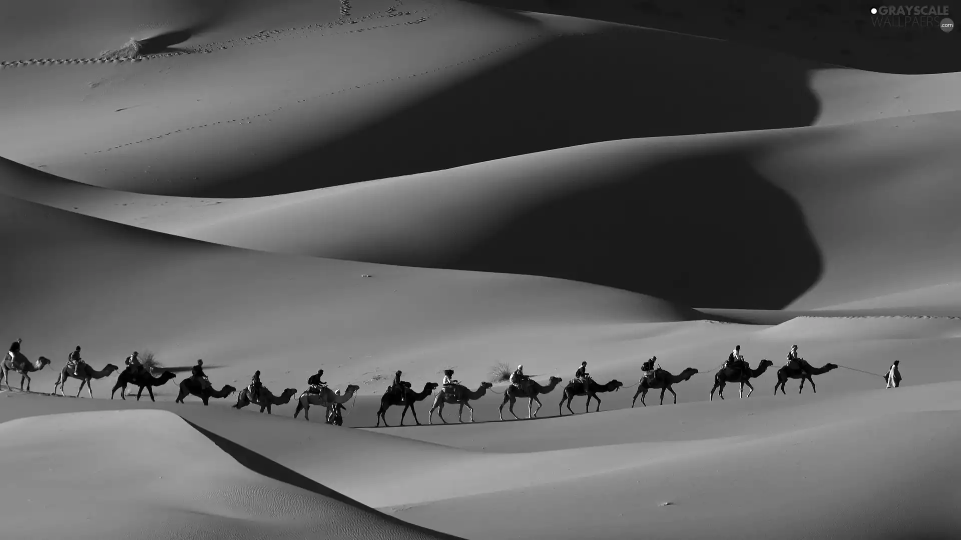 caravan, Desert, Camels