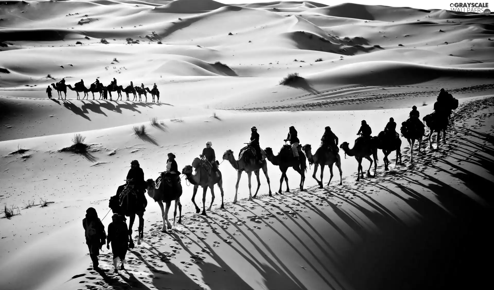 caravan, Camels, Desert