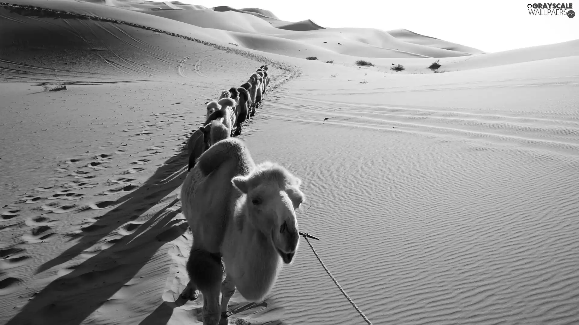 caravan, Camels, Desert