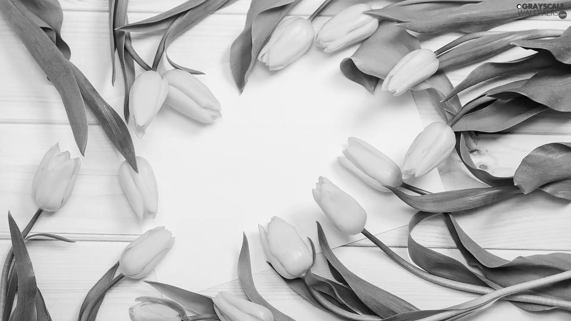 Tulips, Colourfull Flowers, card, boarding, White, Yellow