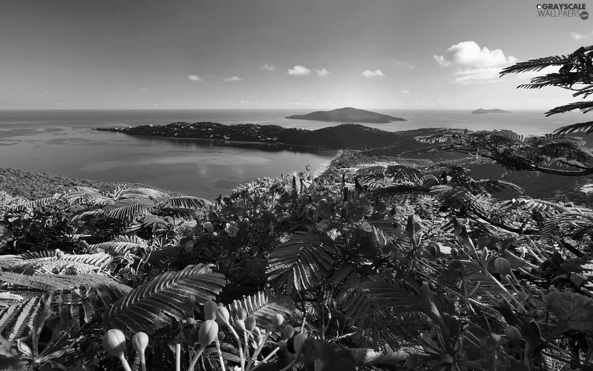 Flowers, Islands, Caribbean, Ocean