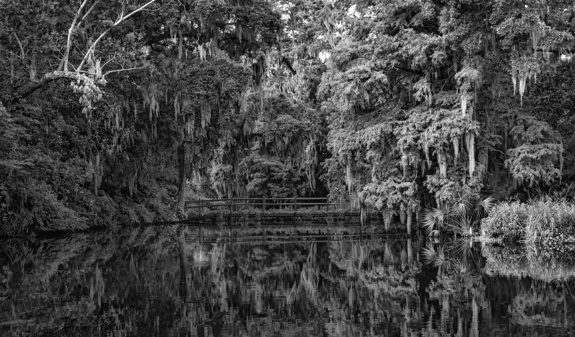 bridge, botanical garden, trees, viewes, Pond - car, South Carolina