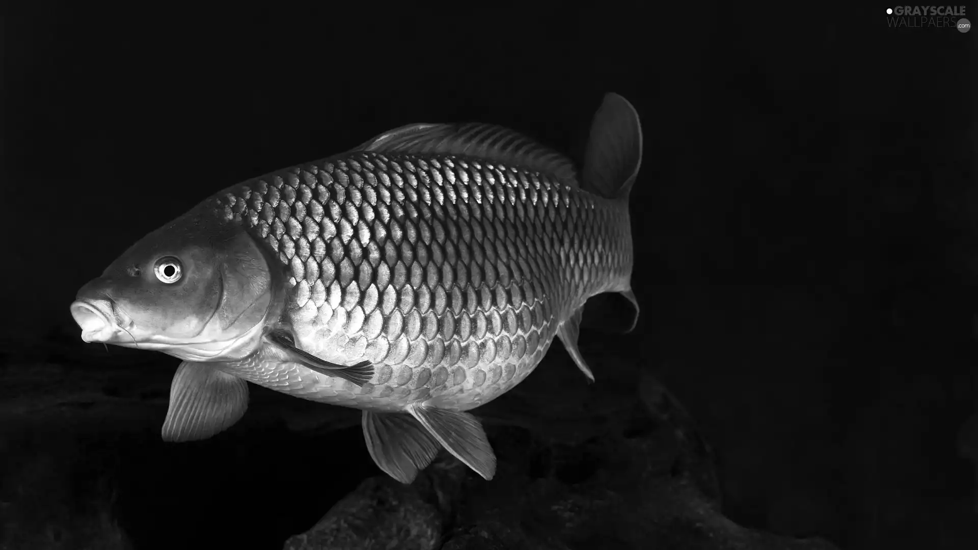 carp