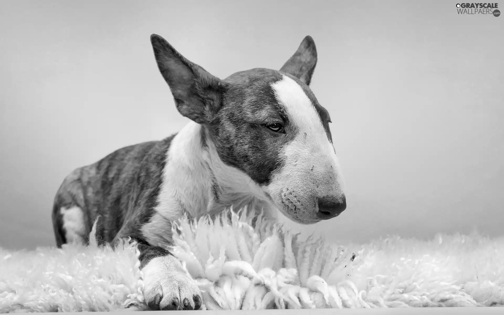 carpet, dog, Bulterier