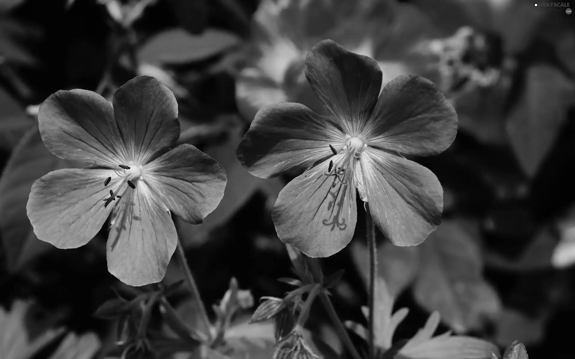 Two cars, Blue, Geraniums, Flowers