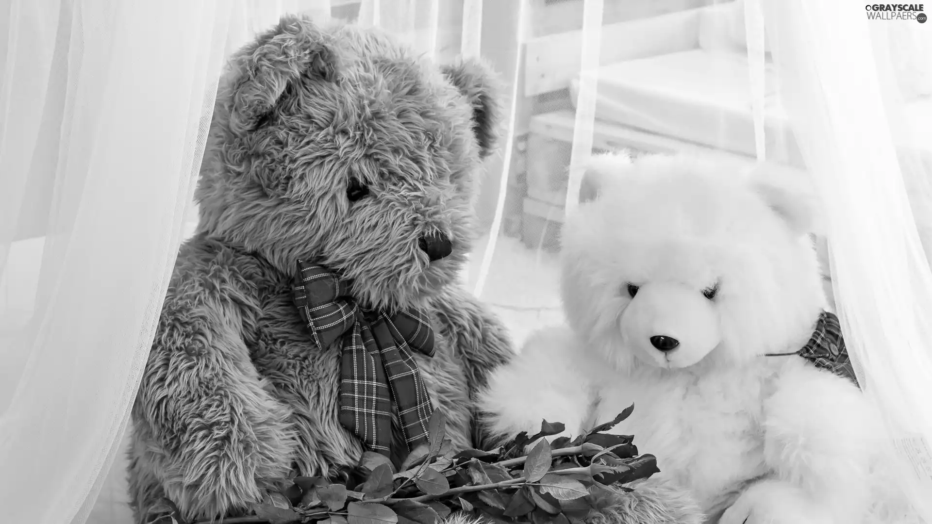 Two cars, Flowers, roses, bear