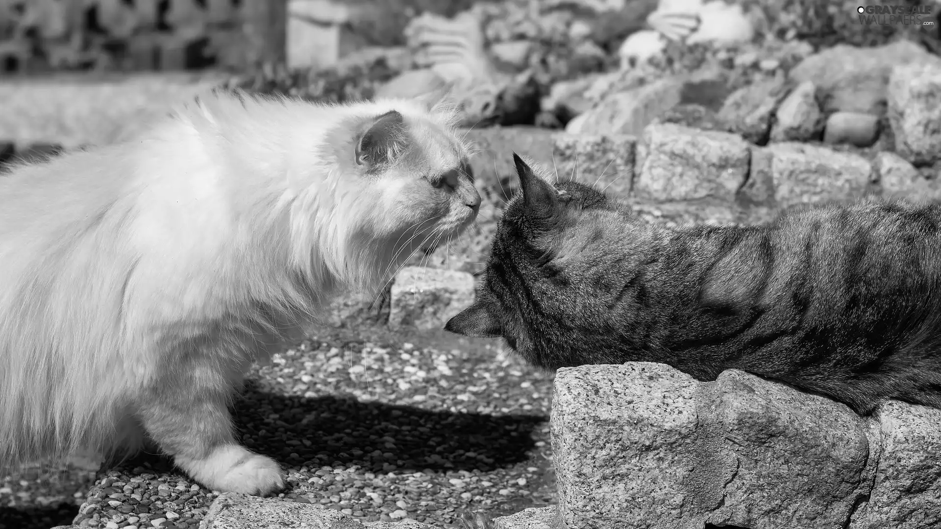 Two cars, Garden, Stones, cats