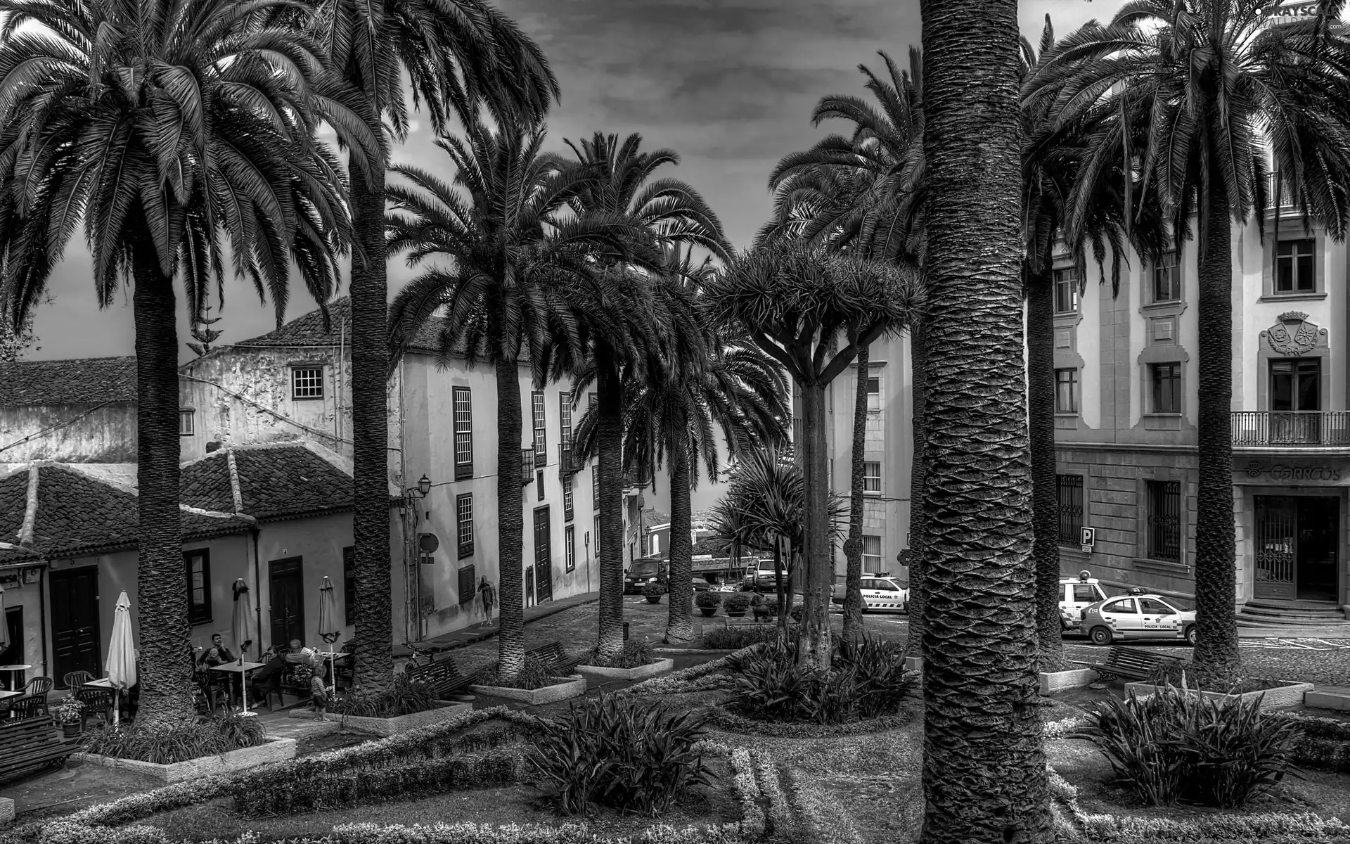 cars, Palms, Houses