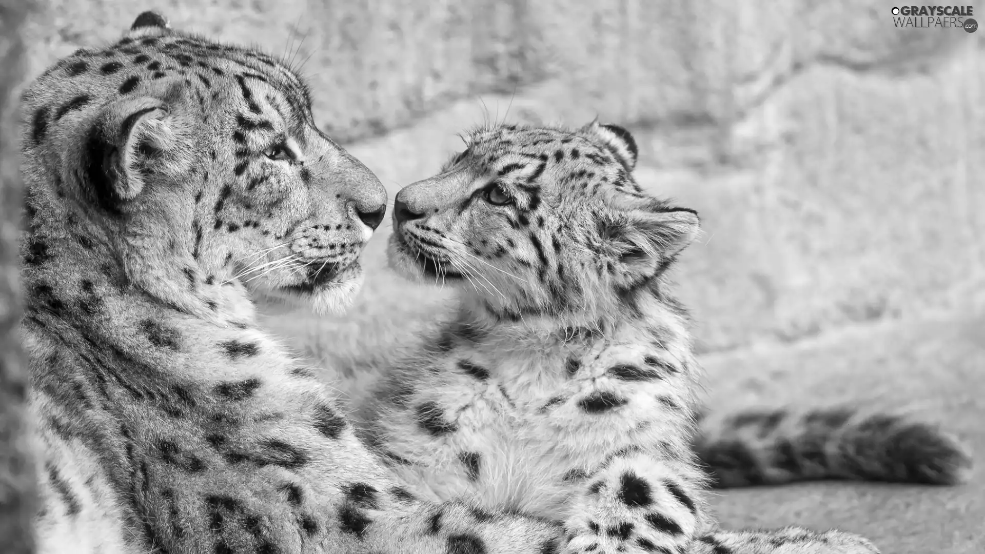young, snow leopard, Irbisy, Snow Leopards, Two cars