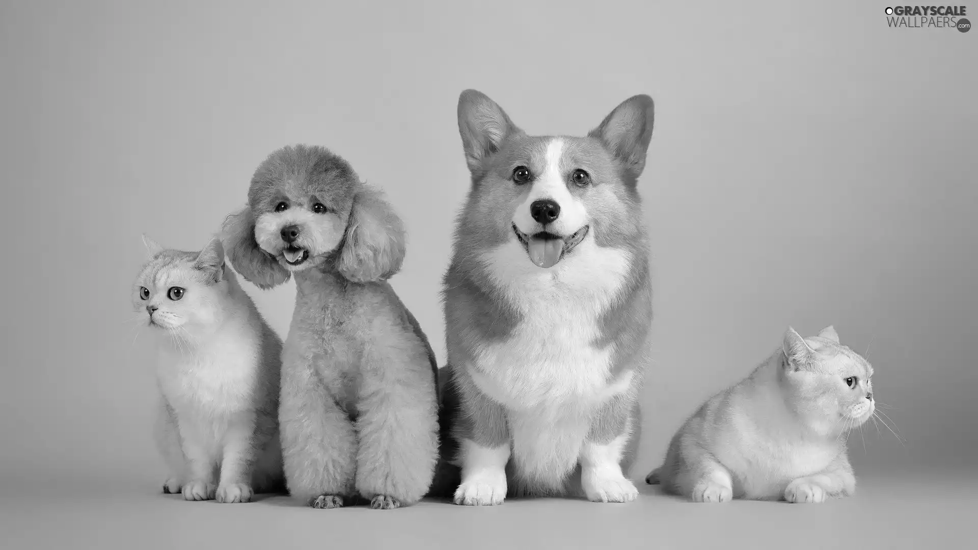 Welsh corgi pembroke, poodle, cats, Dogs, Two cars