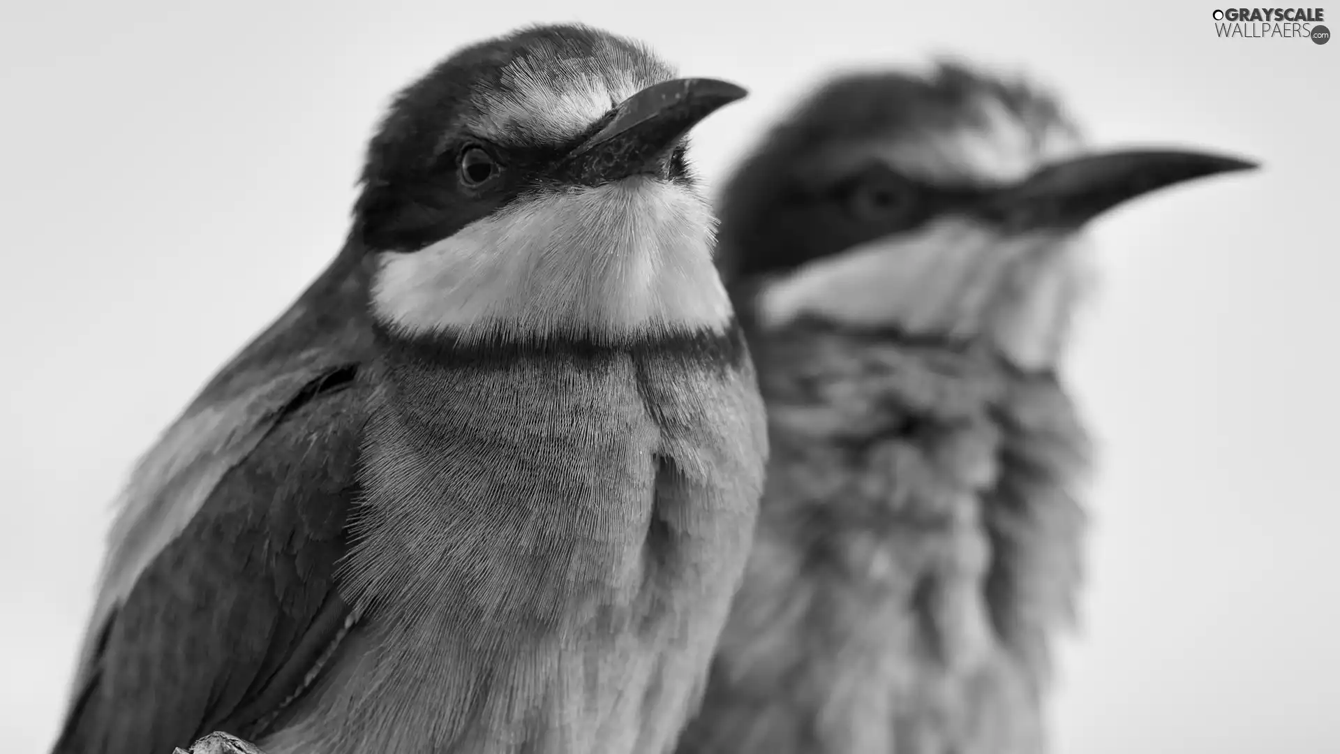 bee-eater, rapprochement, birds, Bee-eaters, Two cars