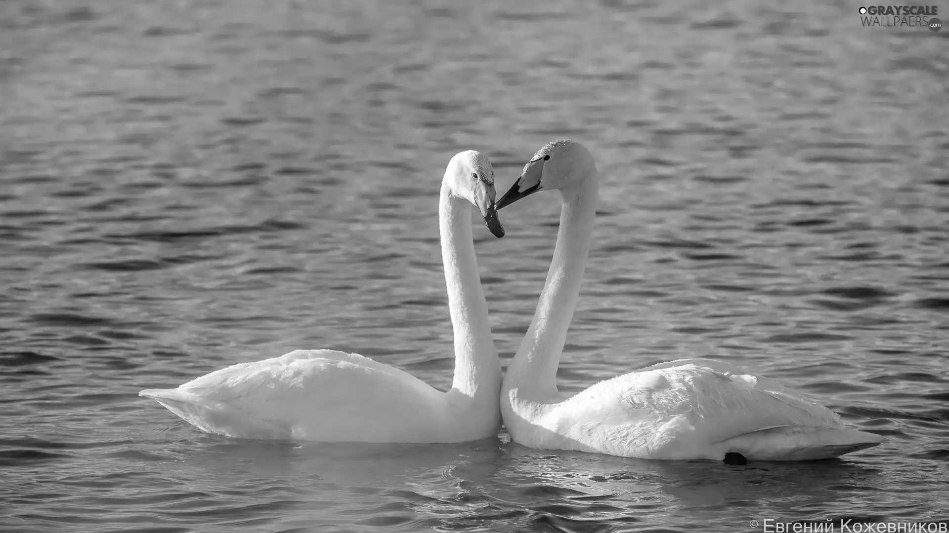 Two cars, Swan, water, birds