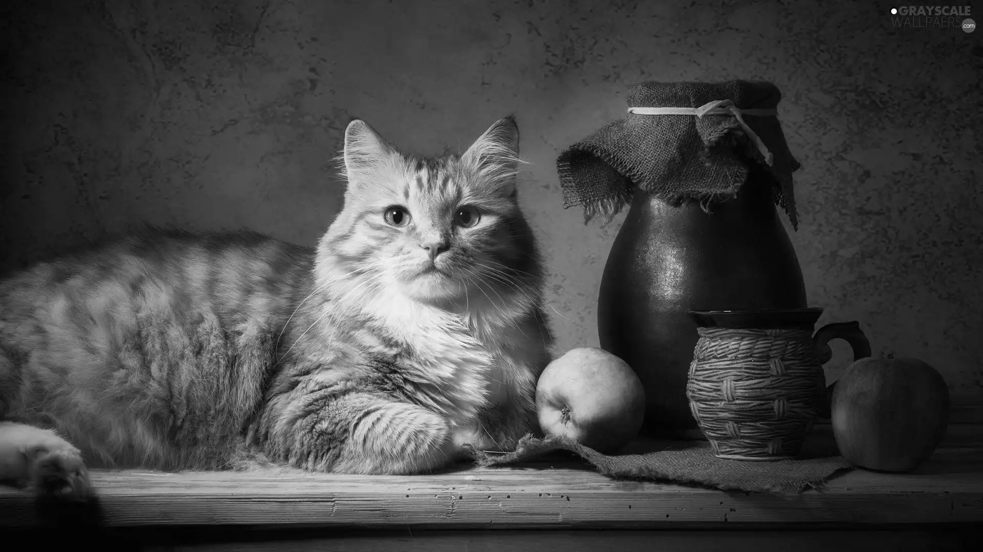 jug, ginger, Two cars, apples, Cup, cat
