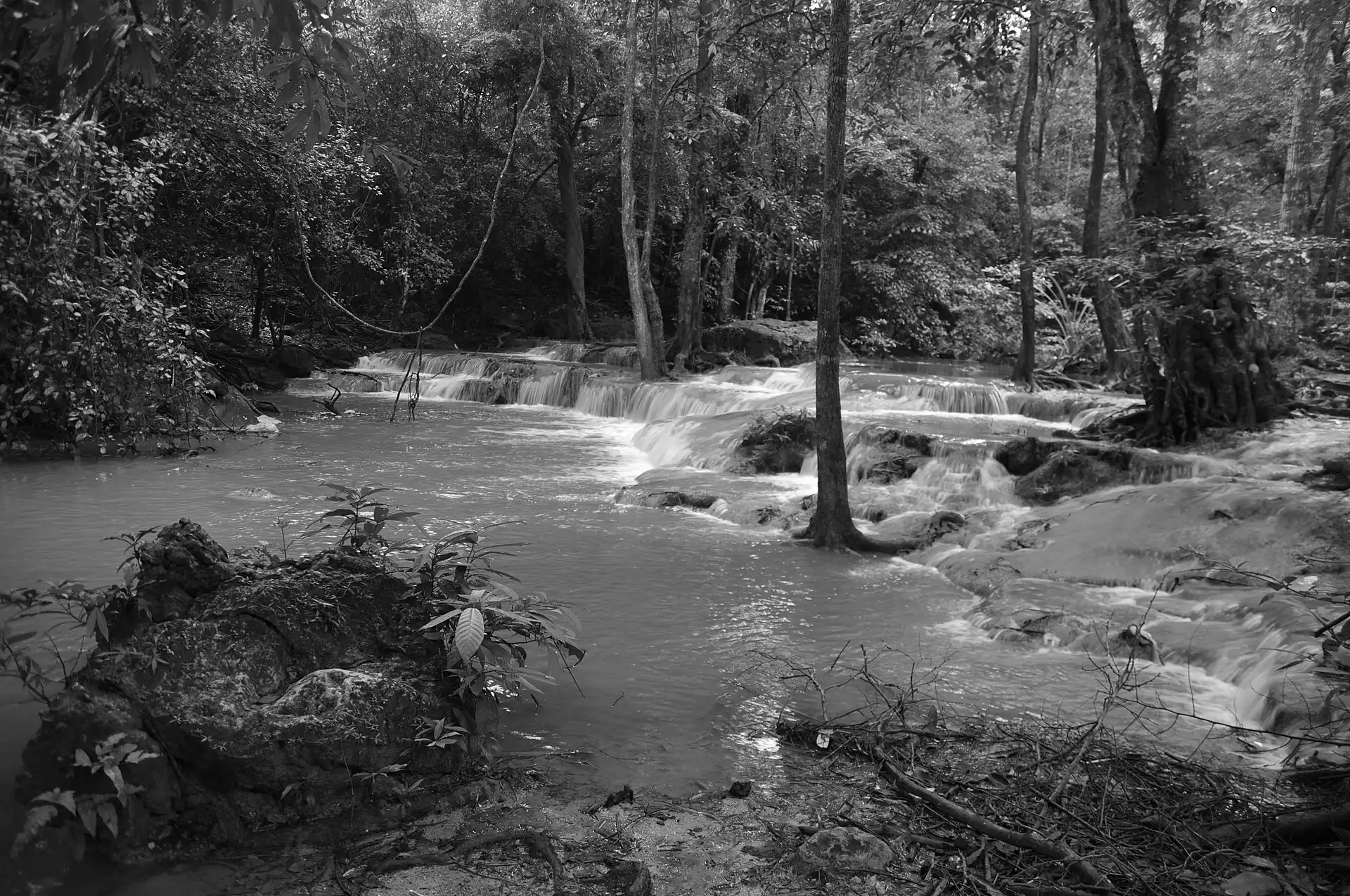 cascade, forest, River