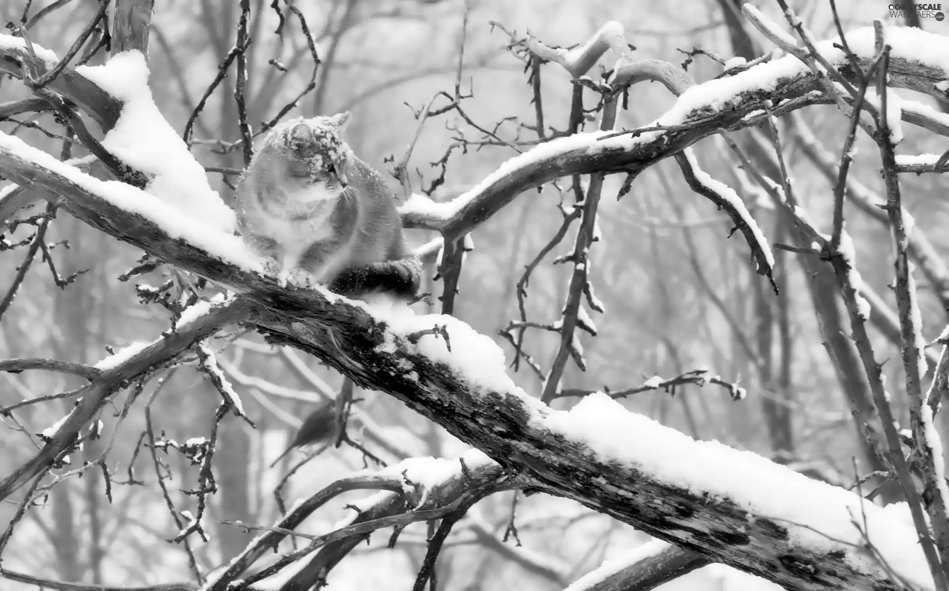 cat, birdies, Snowy, branch pics, winter